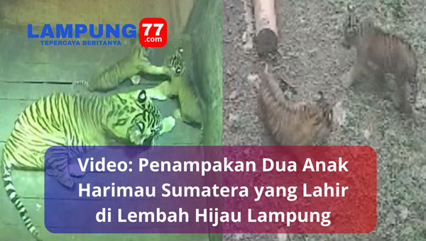 Video Anak Harimau Sumatera Lahir di Lembah Hijau Lampung