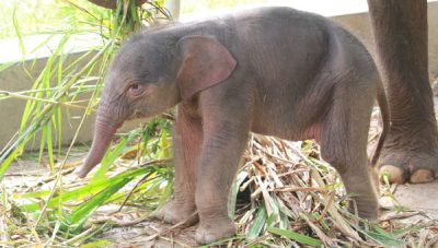 Anak Gajah Sumatera betina lahir di Lembah Hijau Lampung
