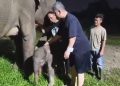 Bayi Gajah Sumatera Beritan Lahir di Lembah Hijau Lampung
