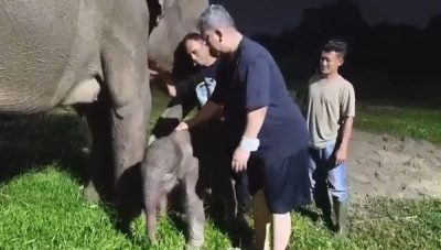 Bayi Gajah Sumatera Beritan Lahir di Lembah Hijau Lampung