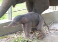 Bayi gajah Sumatera lahir di Lembah Hijau Lampung bertepatan dengan Hari Lingkungan Hidup Sedunia 2026
