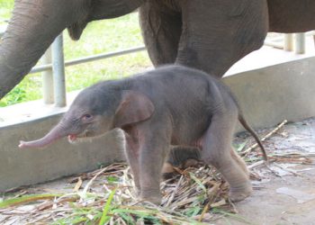 Bayi gajah Sumatera lahir di Lembah Hijau Lampung bertepatan dengan Hari Lingkungan Hidup Sedunia 2026