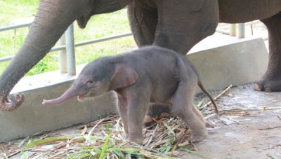 Bayi gajah Sumatera lahir di Lembah Hijau Lampung bertepatan dengan Hari Lingkungan Hidup Sedunia 2026