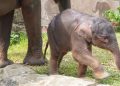 Bayi Gajah Sumatera Lahir di Lembah Hijau Lampung