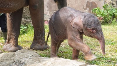 Bayi Gajah Sumatera Lahir di Lembah Hijau Lampung