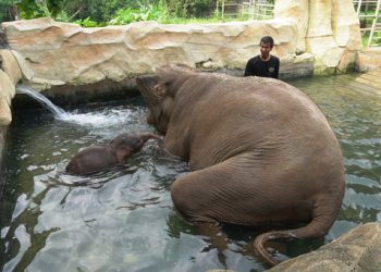 Bayi Gajah Sumatera Lahir di Lembah Hijau Lampung