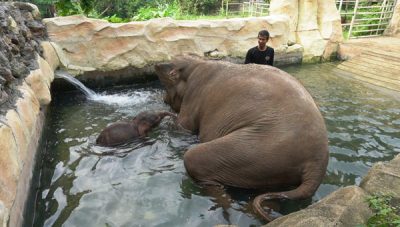Bayi Gajah Sumatera Lahir di Lembah Hijau Lampung
