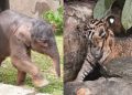 Foto Bayi Gajah dan Harimau Sumatera Lahir di Lembah Hijau Lampung