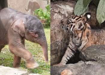 Foto Bayi Gajah dan Harimau Sumatera Lahir di Lembah Hijau Lampung
