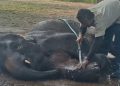 Gajah Rawana di Lembah Hijau Lampung