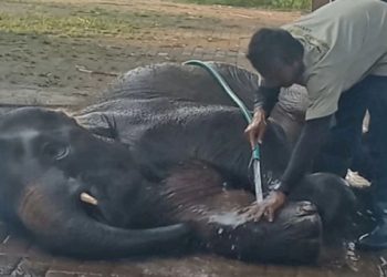 Gajah Rawana di Lembah Hijau Lampung