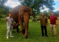 Kepala BKSDA Bengkulu-Lampung Agung Nugroho Melihat Bayi Gajah Sumatera Rut di Lembah Hijau Lampung