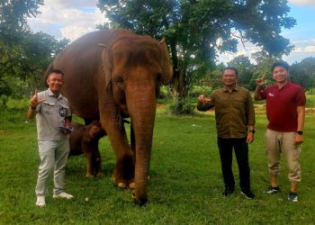 Kepala BKSDA Bengkulu-Lampung Agung Nugroho Melihat Bayi Gajah Sumatera Rut di Lembah Hijau Lampung