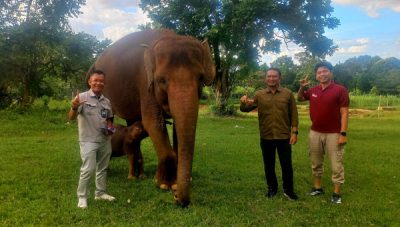 Kepala BKSDA Bengkulu-Lampung Agung Nugroho Melihat Bayi Gajah Sumatera Rut di Lembah Hijau Lampung
