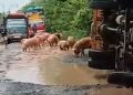 Truk Pengangkut Ternak Terguling di Jalan Rusak Way Kanan Lampung
