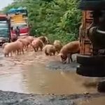 Truk Pengangkut Ternak Terguling di Jalan Rusak Way Kanan Lampung