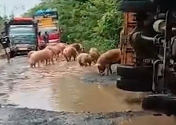 Truk Pengangkut Ternak Terguling di Jalan Rusak Way Kanan Lampung