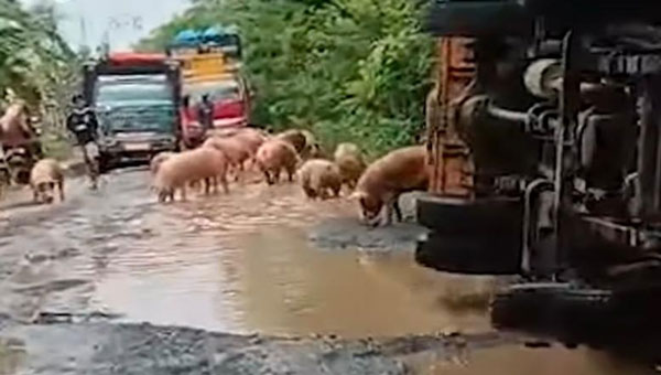 Truk Pengangkut Ternak Terguling di Jalan Rusak Way Kanan Lampung