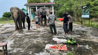 Mahout Lembah Hijau Bantu Revitalisasi PLG Seblat
