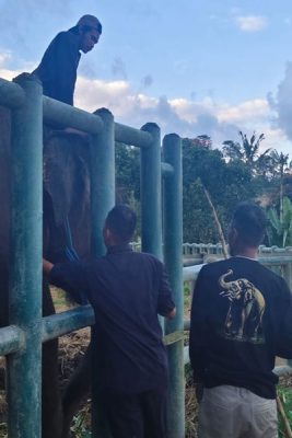 Mahout Lembah Hijau Lampung Beri Pelatihan Breeding Gajah di Tasta Zoo Bali