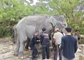 Mahout Lembah Hijau Bantu Revitalisasi PLG Seblat
