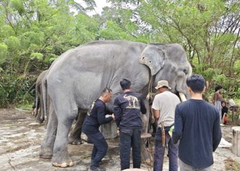 Mahout Lembah Hijau Bantu Revitalisasi PLG Seblat