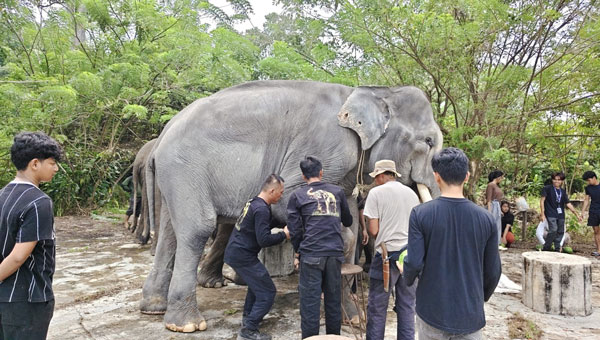 Mahout Lembah Hijau Bantu Revitalisasi PLG Seblat