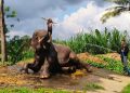 Mahout Taman Satwa Lembah Hijau Lampung