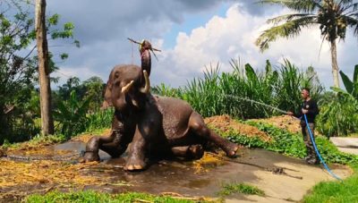 Mahout Taman Satwa Lembah Hijau Lampung