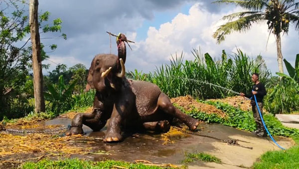 Mahout Taman Satwa Lembah Hijau Lampung