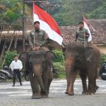 Gajah ikut upacara HUT ke-81 Ri di Lembah Hijau Lampung