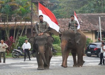 Gajah ikut upacara HUT ke-81 Ri di Lembah Hijau Lampung