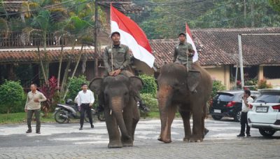 Gajah ikut upacara HUT ke-81 Ri di Lembah Hijau Lampung