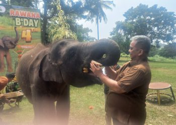Ultah ke-4 Gajah Rawana di Lembah Hijau Lampung