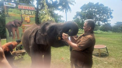 Ultah ke-4 Gajah Rawana di Lembah Hijau Lampung