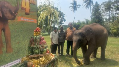 Ultah ke-4 Gajah Rawana di Lembah Hijau Lampung