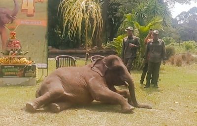 Ultah ke-4 Gajah Rawana di Lembah Hijau Lampung
