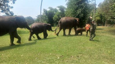 Ultah ke-4 Gajah Rawana di Lembah Hijau Lampung