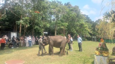 Ultah ke-4 Gajah Rawana di Lembah Hijau Lampung
