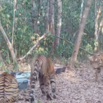 Harimau Sumatera di Taman Nasional Way Kambas Lampung