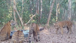Harimau Sumatera di Taman Nasional Way Kambas Lampung
