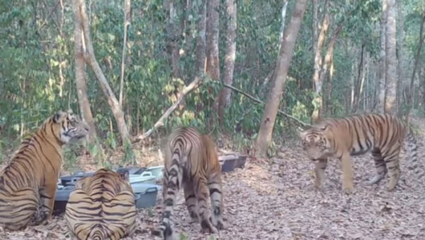 Harimau Sumatera di Taman Nasional Way Kambas Lampung